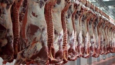منافذ وزارة الزارعة لبيع اللحوم قبل عيد الأضحى المبارك 2023
