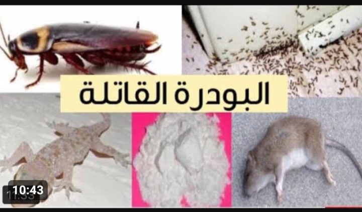 وصفة التخلص من النمل والصراصير