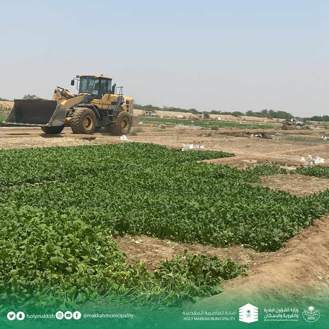 إزالة 4 مزارع ورقيات جنوب مكة