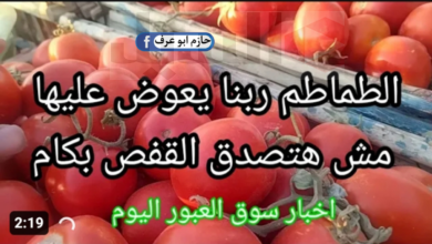 أسعار الطماطم اليوم
