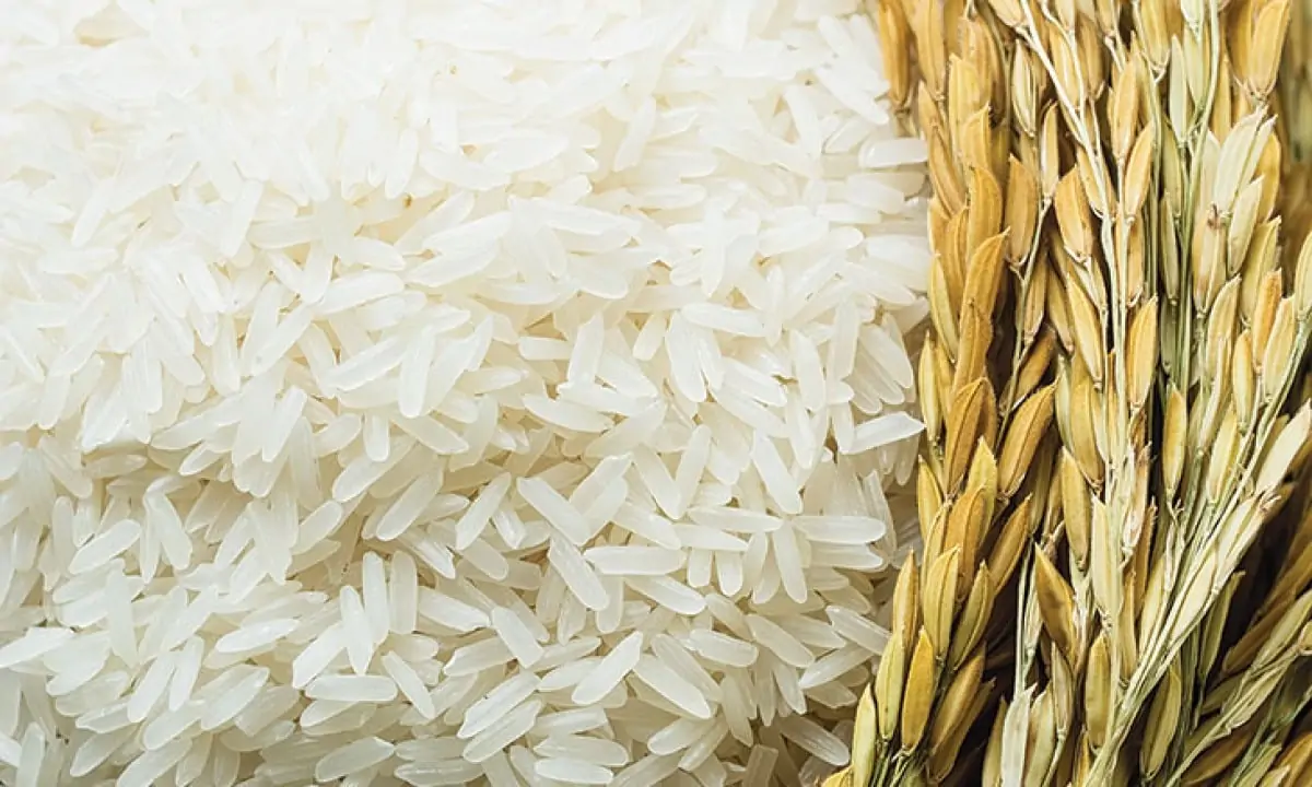 أسعار الأرز الشعير اليوم