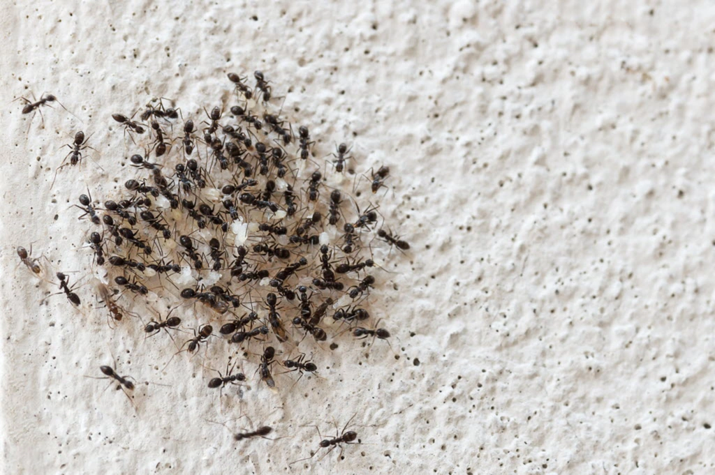 طرق التخلص من النمل بالمنزل
