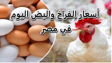 كم سعر البيض الأحمر اليوم في البورصة وللمستهلك والفراخ بعد الارتفاع المتتالي